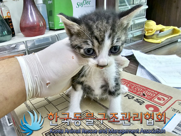 한국동물구조관리협회_411316202300404